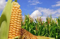 Україна відправить до Китаю близько 5 мільйонів тонн кукурудзи