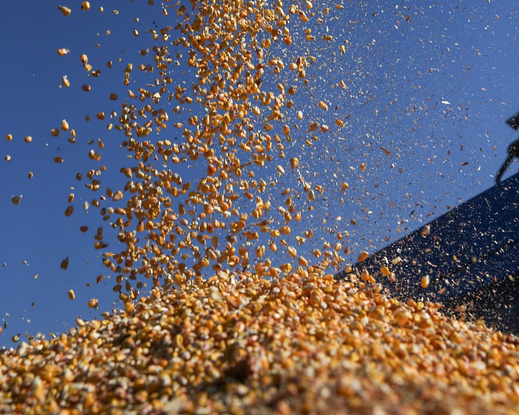 Валовий збір зерна в Україні перевищив 84 млн тонн