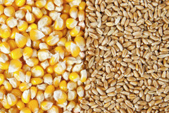 Аргентина вводить обмеження на експорт кукурудзи та пшениці
