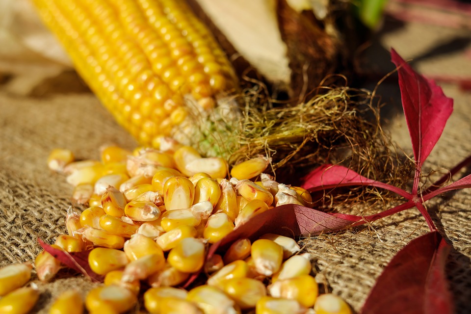 УкрАгроКонсалт підвищує оцінку врожаю та експорту кукурудзи в Україні