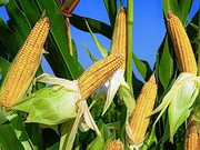 Закупівельні ціни на кукурудзу в Україні трохи виросли з початку року