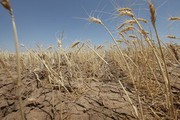 У США пшениця може припинити розвиток через недостатню кількість опадів