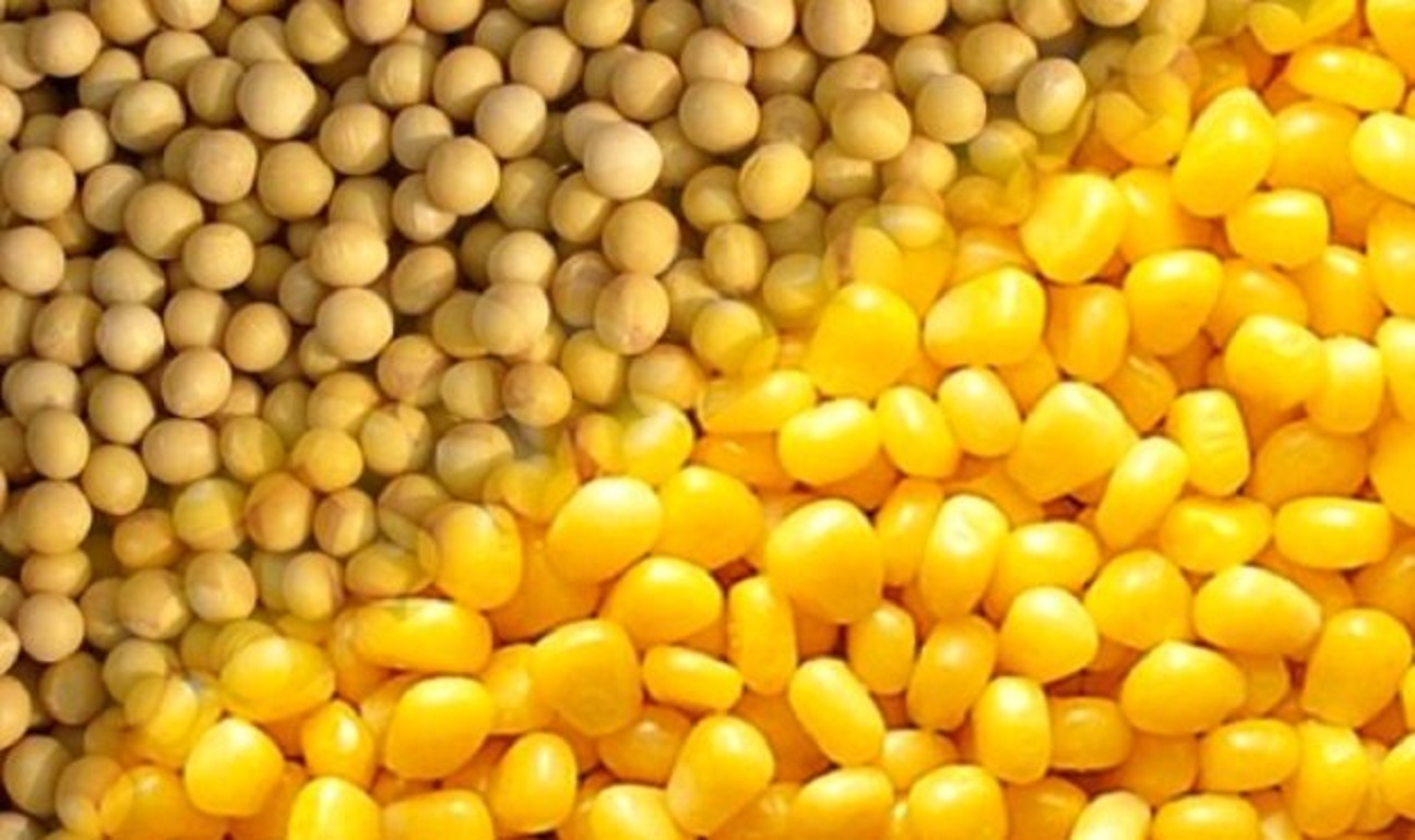 Аналітики знизили прогноз врожаю кукурудзи та сої в Бразилії