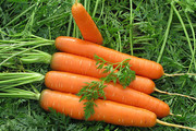 Морква в Україні продається вдвічі дорожче, ніж минулого року