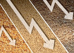 Січневий звіт USDA негативно вплинув на ринок пшениці