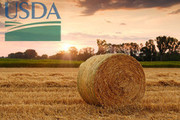 Звіт січня USDA: пшениця