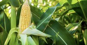Ціни на кукурудзу в Україні опускаються слідом за світовими котируваннями