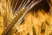 Ціни на пшеницю продовжують спекулятивне зростання, наближаючись до грудневих максимумів