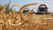 Аргентина зібрала рекордний урожай пшениці у 2021/22 МР