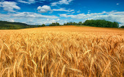 Прогнози зменшення експорту та зростання запасів у Франції посилюють тиск на ціни пшениці в ЄС
