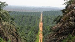 Пальмова олія різко подорожчала на тлі обмежень експорту з Індонезії