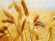 ЄС дозволив імпорт 77 833 т української пшениці на лютий у рамках річної квоти