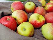 Україна планує відновити експорт яблук до Індії