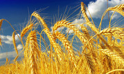 Україна експортувала до Туреччини рекордний обсяг пшениці