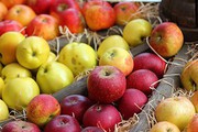 Експорт яблук цього сезону вдвічі більший, ніж у попередні