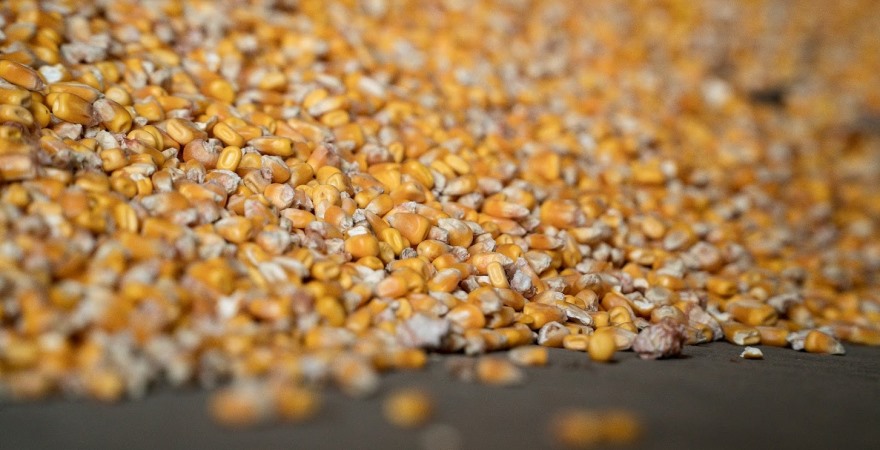 Індонезія стає активним імпортером української кукурудзи