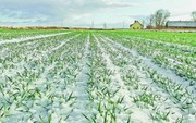 Потужні снігопади у США прискорюють падіння цін на пшеницю в Україні