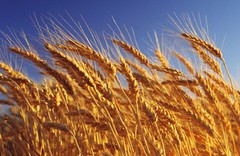 Біржові ціни на пшеницю продовжують опускатися