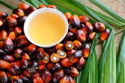 Ціни на пальмову олію залишаються на рекордних рівнях через невизначеність з експортом з Індонезії