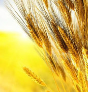 Незначне зростання пшеничних котирувань на світових біржах зупинило падіння цін в Україні