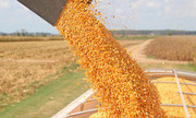 За 4 місяці 2021/22 МР обсяг експорту української кукурудзи в ЄС зріс майже на третину