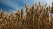 Франція погіршила прогноз посівних площ під пшеницею