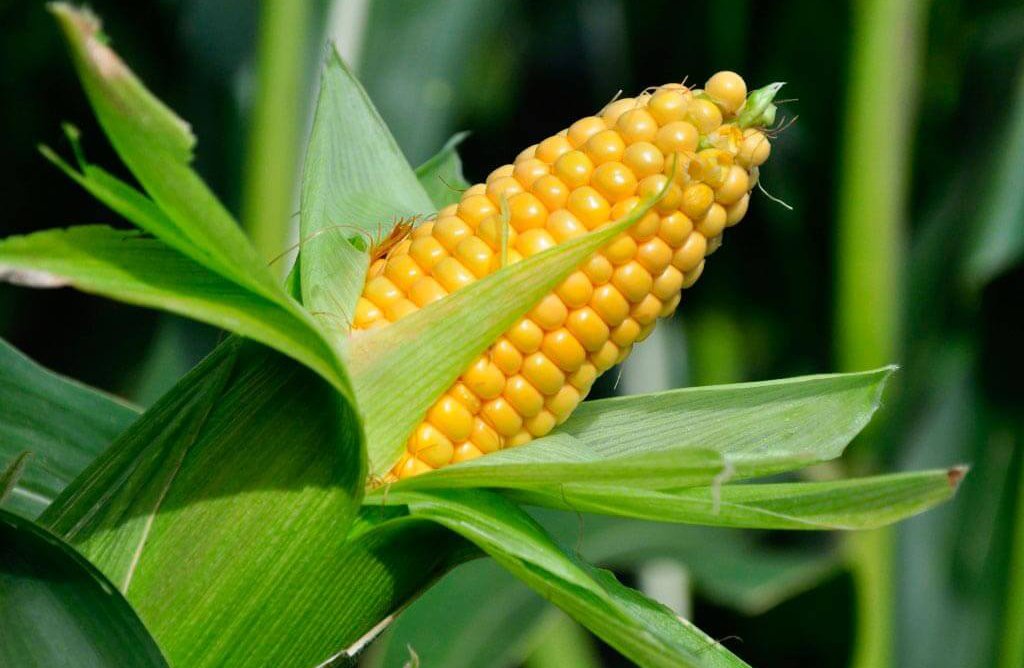 Аргентина: експерти Зернової біржі Буенос-Айреса знизив прогноз урожаю кукурудзи