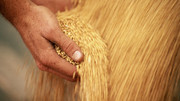 Єгипетський бізнес імпортував більше пшениці, ніж держава