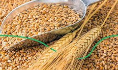 Загроза блокування портів та вторгнення в Україну призвела до різкого зростання світових цін на пшеницю