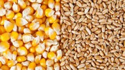 Фуражна пшениця може компенсувати очікуване скорочення поставок кукурудзи до країн Азії