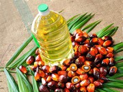 Біржові котирування на пальмову олію обвалилися на 4,1%