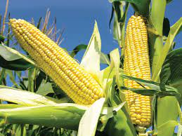 Ціни на кукурудзу зросли завдяки позитивним тенденціям на міжнародних ринках