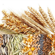 Експерти IGC знизили прогноз світового врожаю пшениці у 2021/22 МР