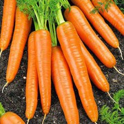 З України вперше експортували моркву до Саудівської Аравії