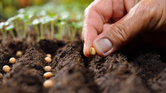 Мінагрополітики скасовує додаткові процедури із сертифікації насіння