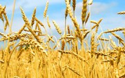 За 12 днів війни в Україні ціни на пшеницю виросли на 55%