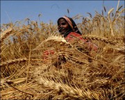 Країни Африки критично залежать від української та російської пшениці