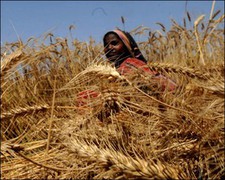 Країни Африки критично залежать від української та російської пшениці