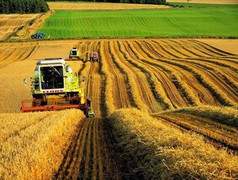У Німеччині прогнозується зростання врожаю пшениці, але може понизитись її якість