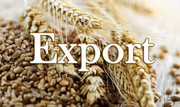 IGC скоротила прогноз світового експорту пшениці через війну в Україні