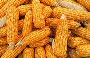 Експерти IGC значно знизили прогноз експорту кукурудзи з України