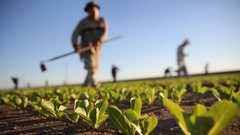 ЄС надасть місцевим та українським аграріям фінансову допомогу