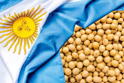 В Аргентині стартувало збирання сої