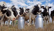 Виробництво промислового молока може скоротитися на 19,5%