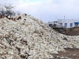 На Чорнобаївській птахофабрикі загинуло близько 4 млн курей