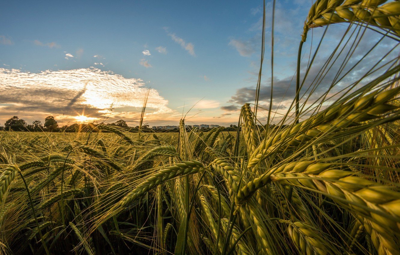 Україна може отримати новий врожай на рівні 63 млн т зернових та олійних