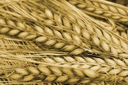Пшеничні котирування різко виросли з початку тижня
