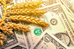 Банки видали аграріям кредитів на 5,4 млрд грн