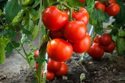 Ціни на тепличні томати в Україні встановили нові рекорди