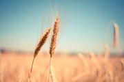 Урожай пшениці у деяких регіонах Аргентини може скоротитися на чверть